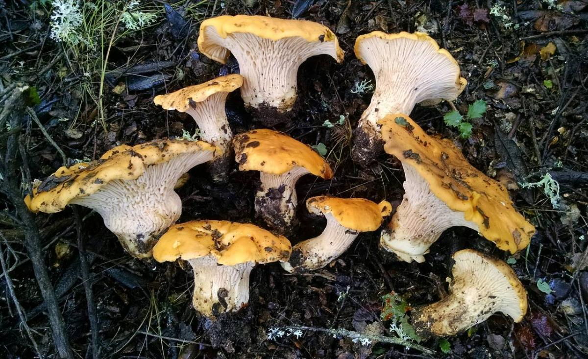 Cantharellus californicus