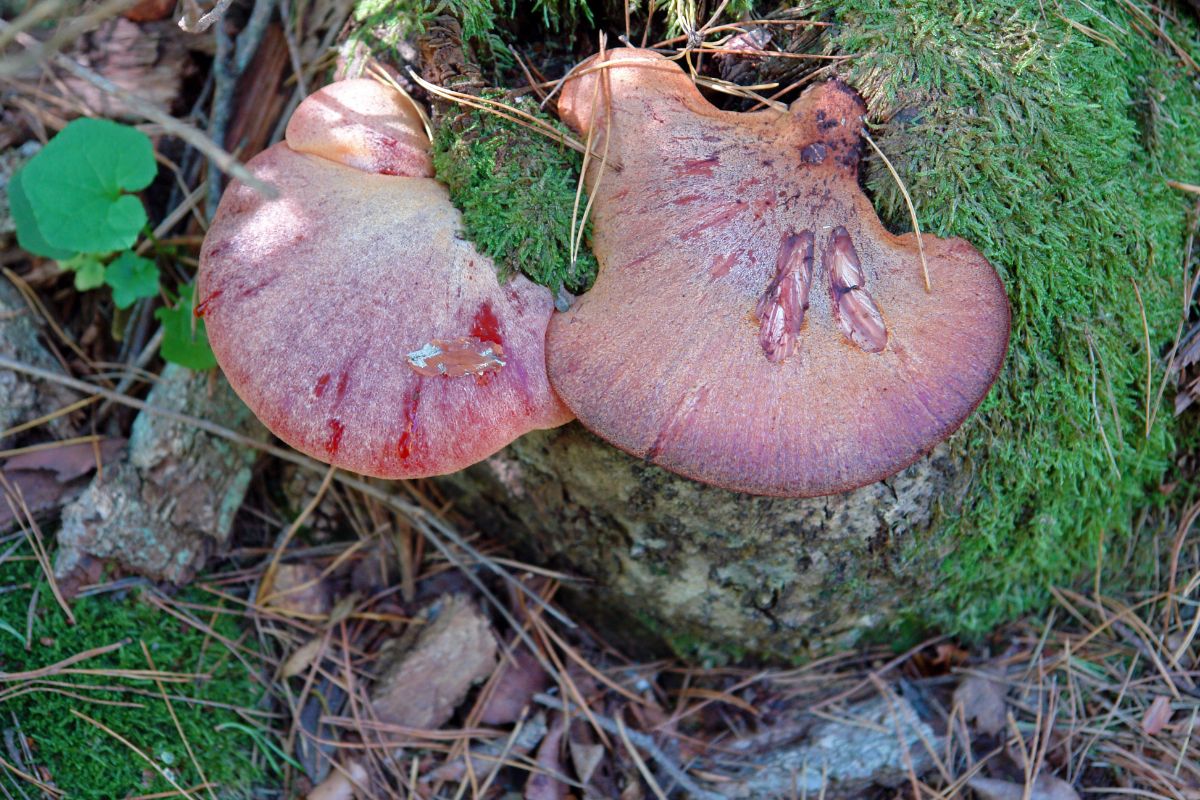 two beefsteak mushroom on stump