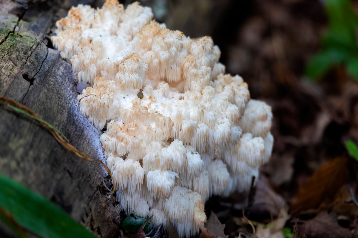 Hericium americanum