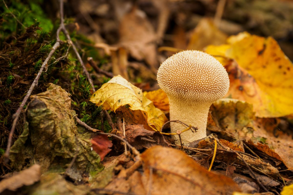 single puffballs in woods