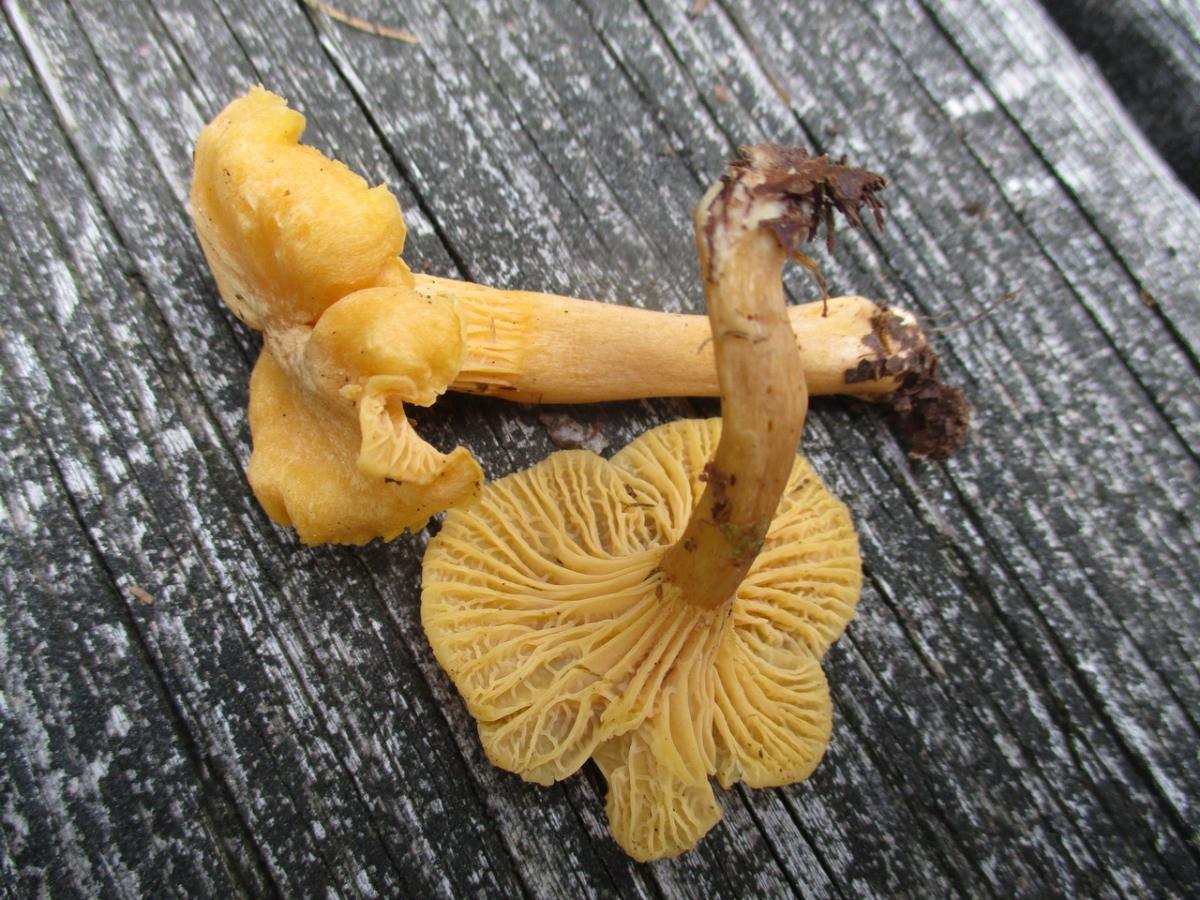 Cantharellus appalachiensis