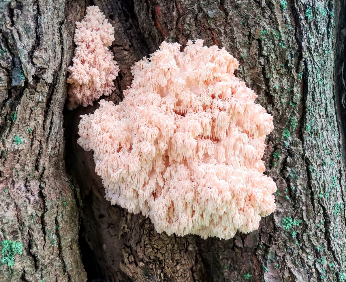 lions mane mushroom foraging
