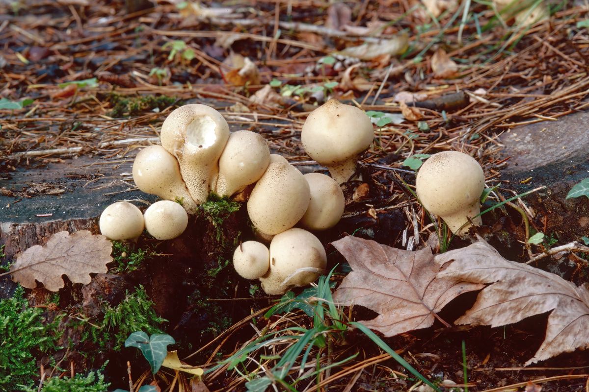 Group of pear shaped little puffballs