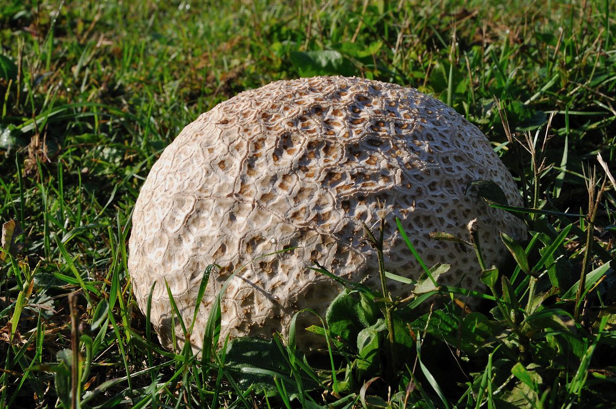 Rough skin giant puffball in meadow