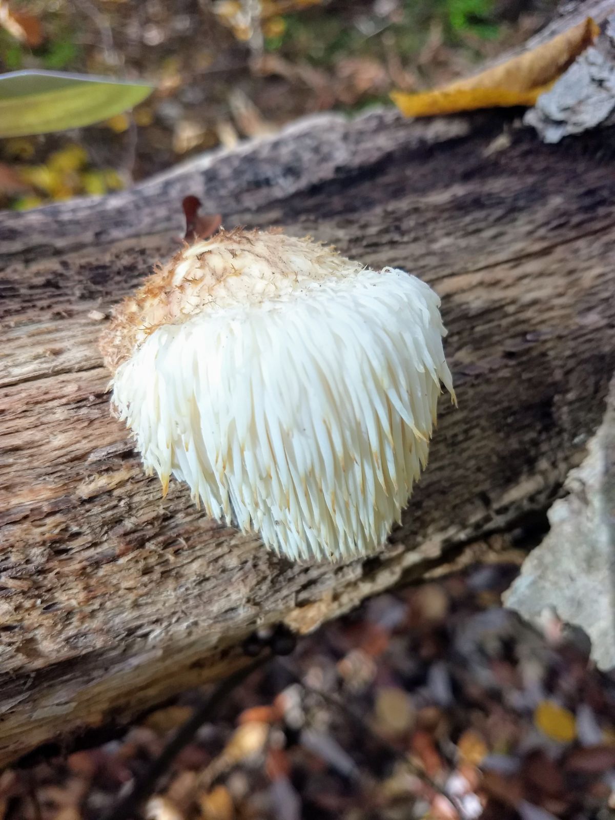 Hericium erinaceus