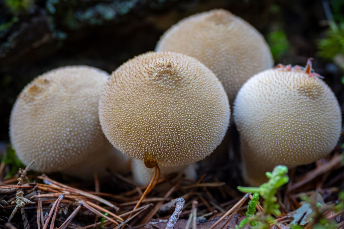 four spiny little puffballs