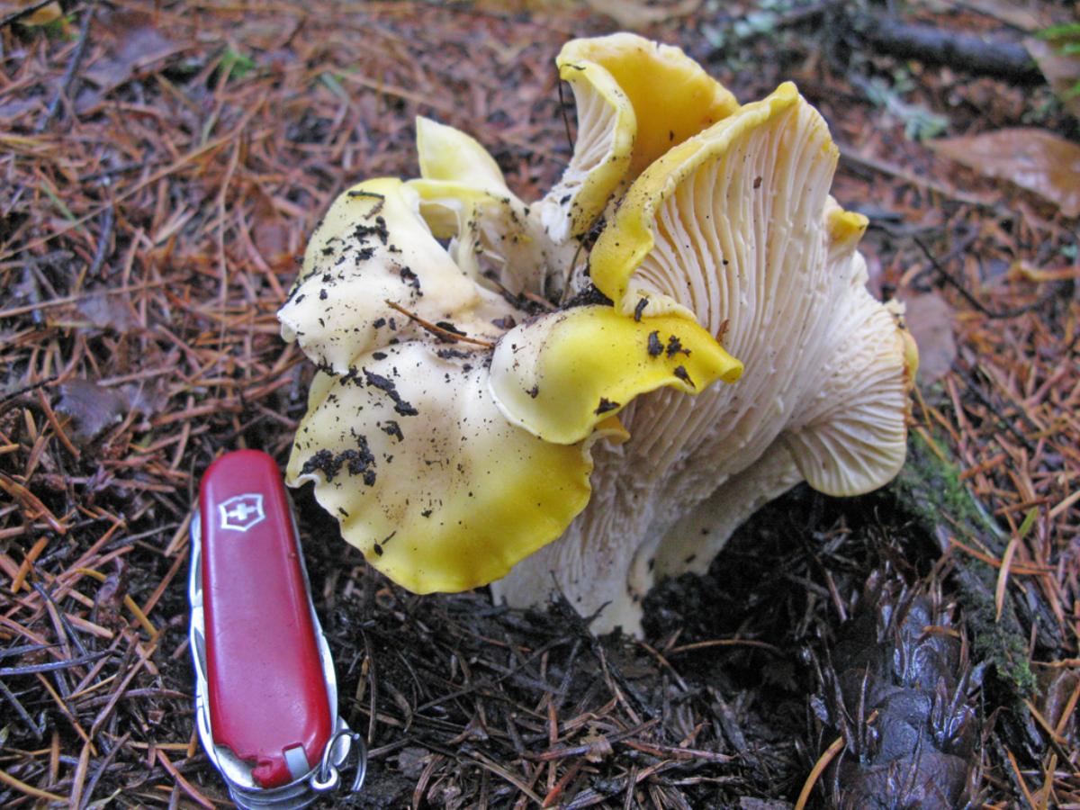 Cantharellus cascadensis