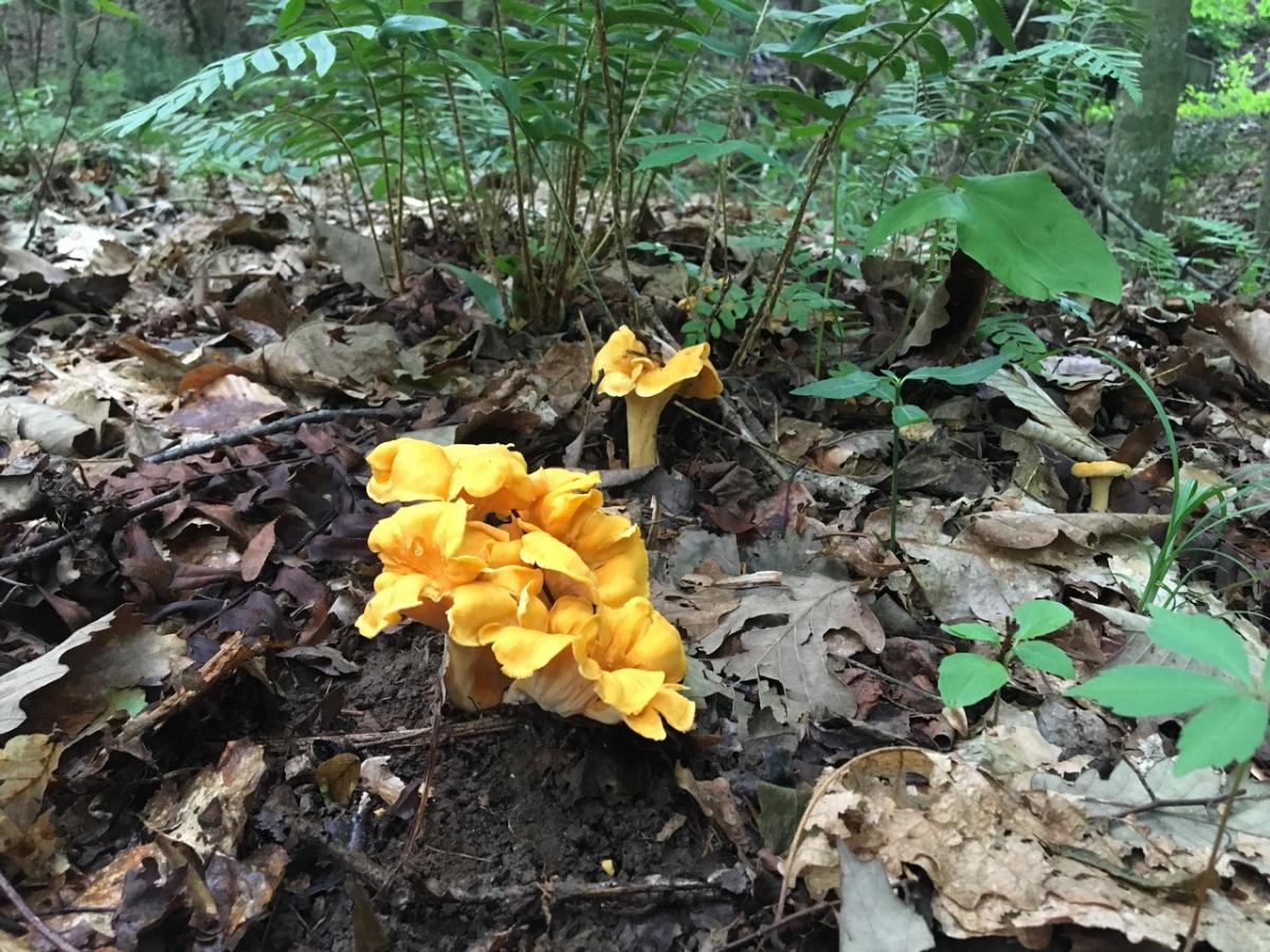 Cantharellus confluens