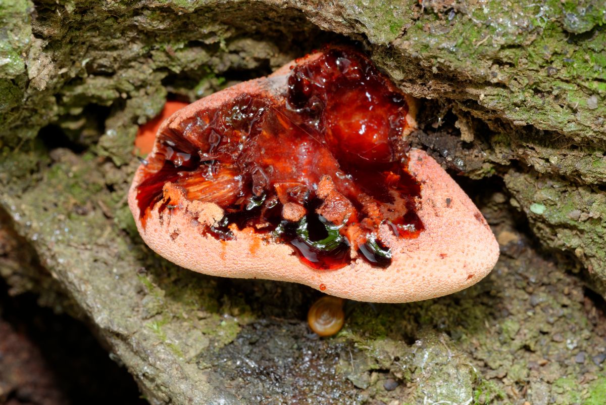 beefsteak fungus