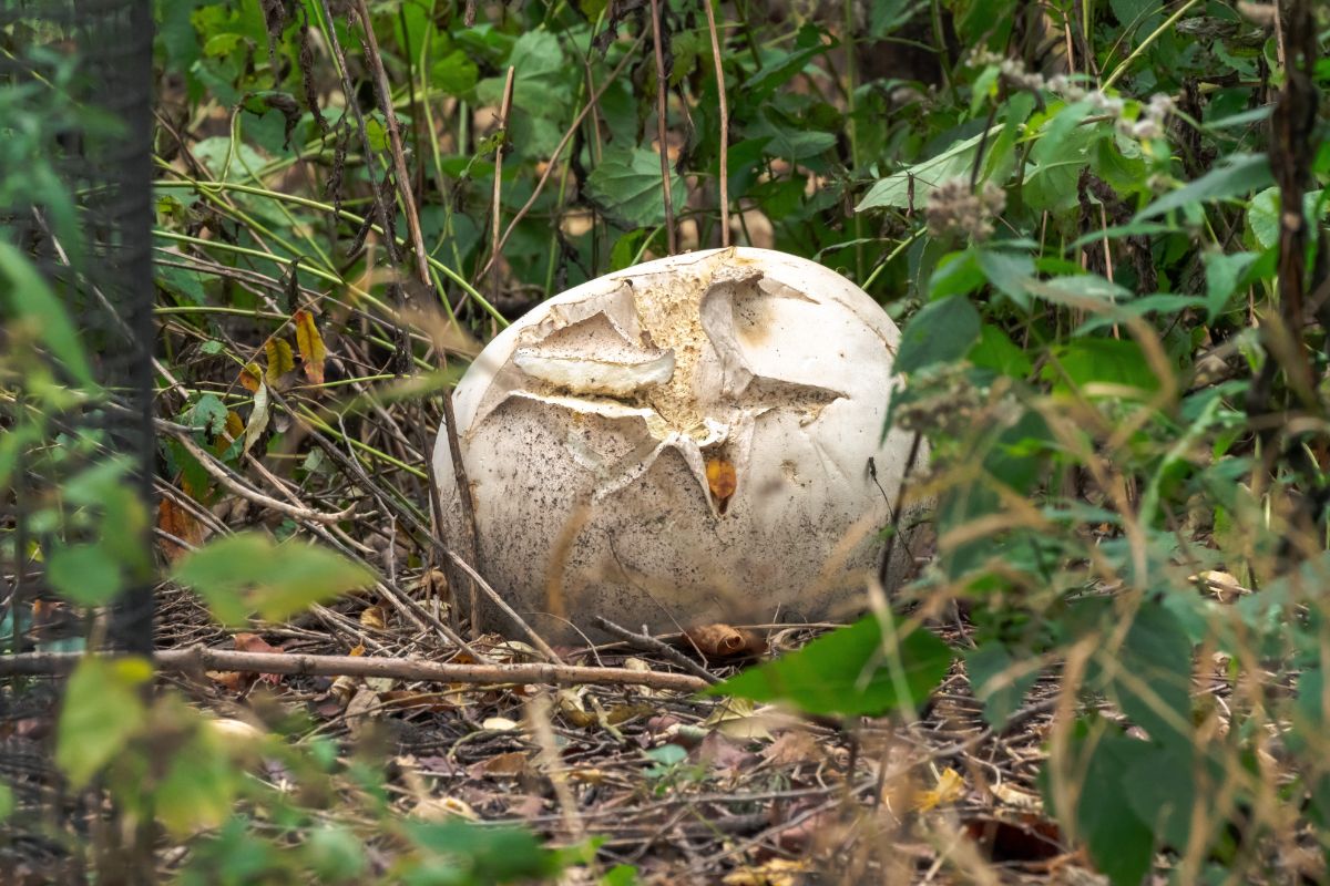 puffball mushroom splitting open