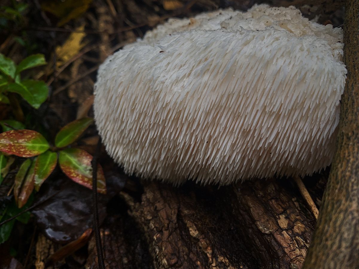 Hericium erinaceus