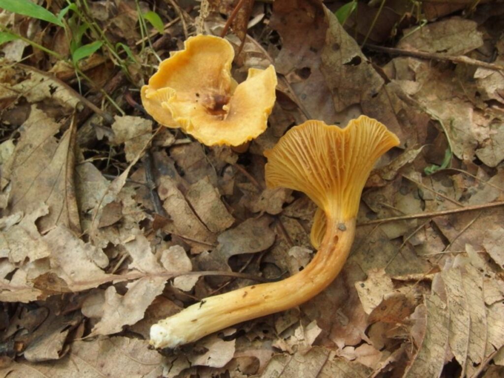 Red, White, and Golden Chanterelles of the US Identification Guide