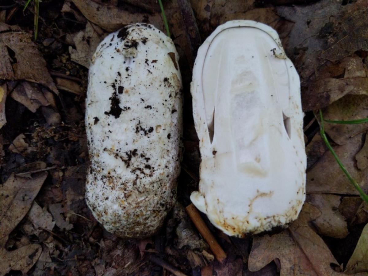 amanita egg