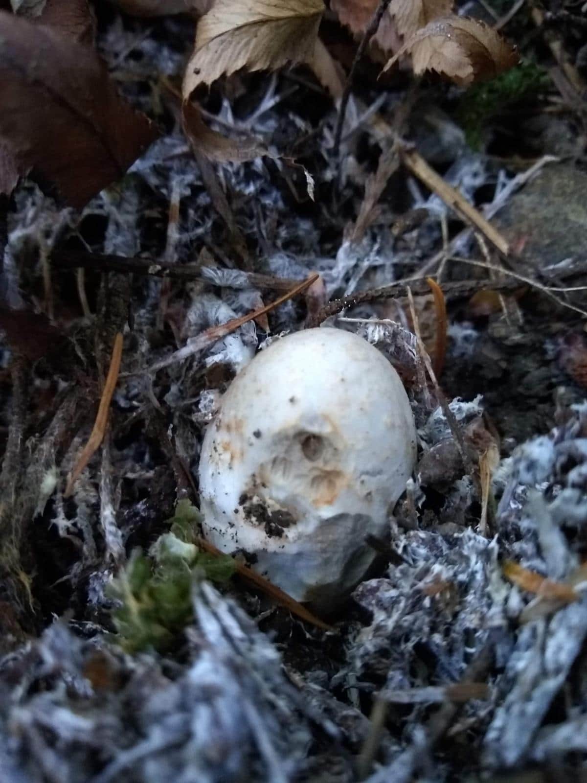 amanita egg