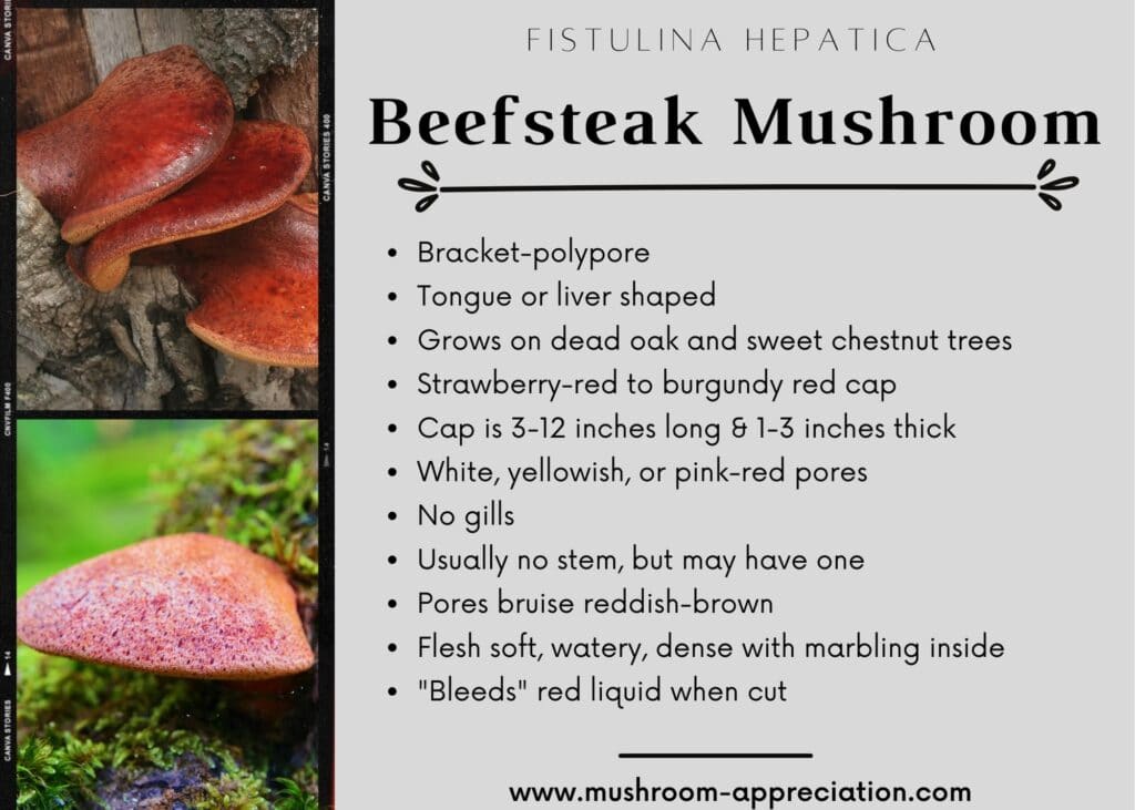 Beefsteak Mushroom Identification and Foraging The Meaty Fungus