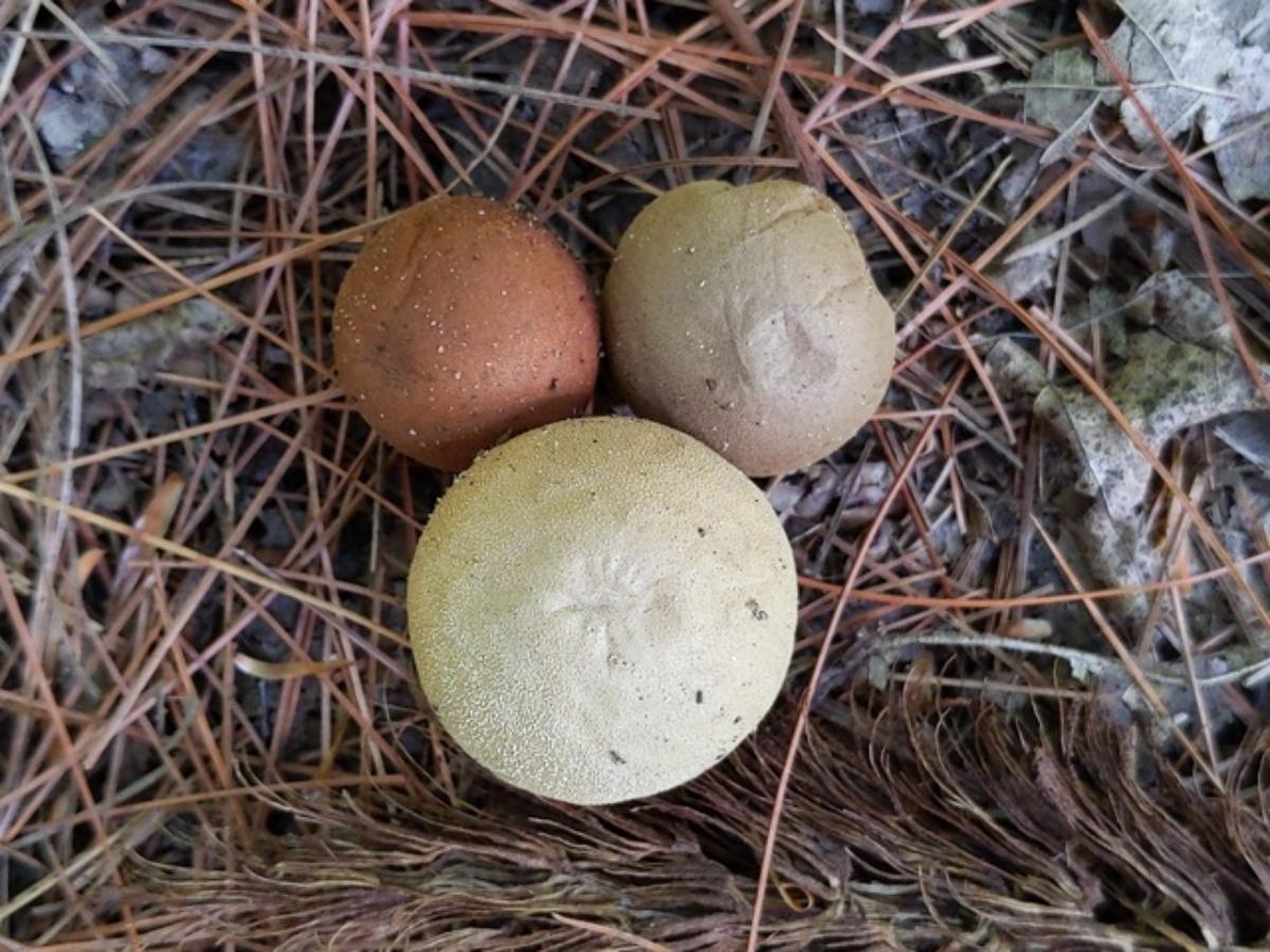 Little Puffball Mushrooms: Identification, Foraging, and Lookalikes -  Mushroom Appreciation