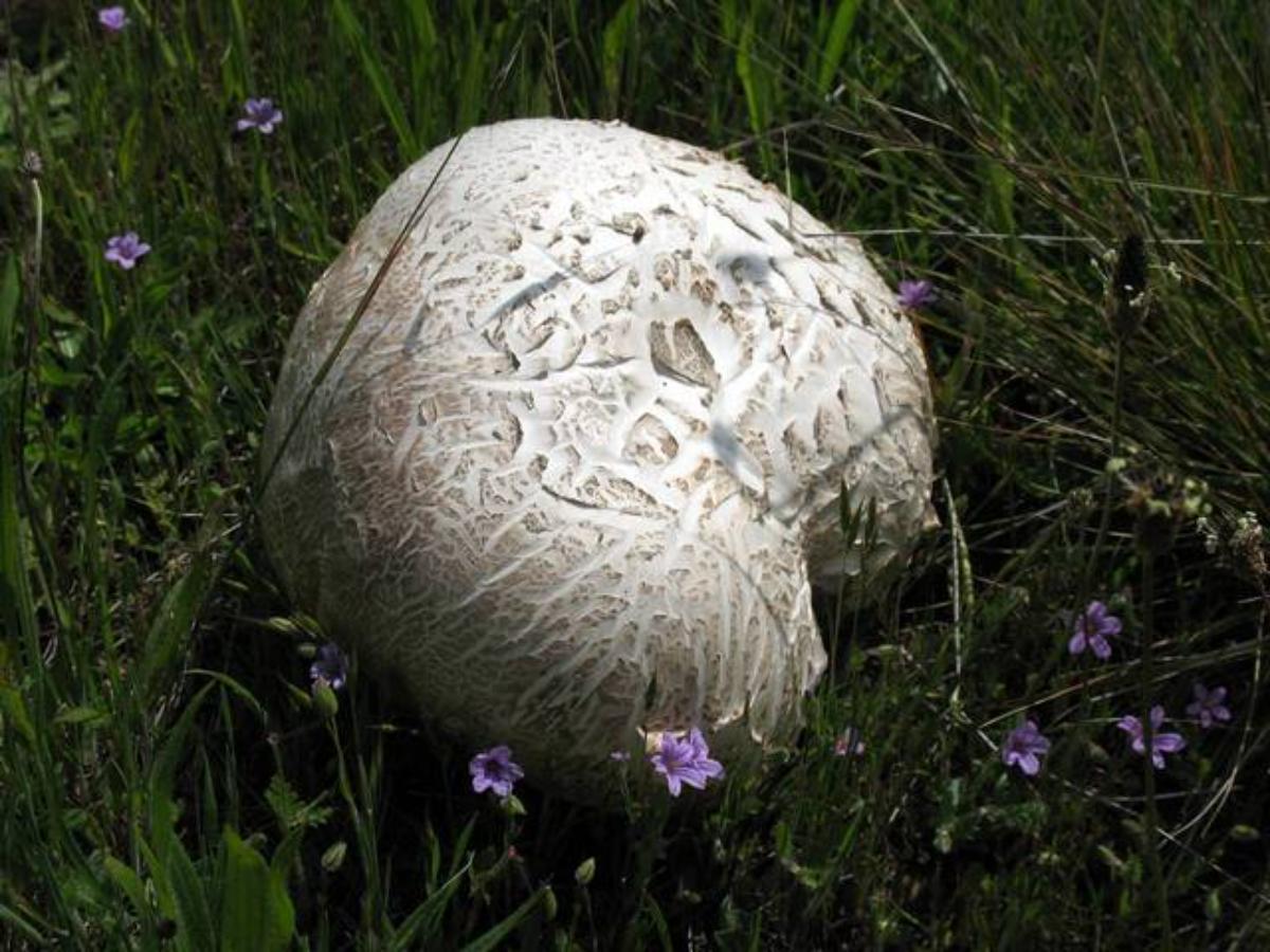 Calvatia booniana