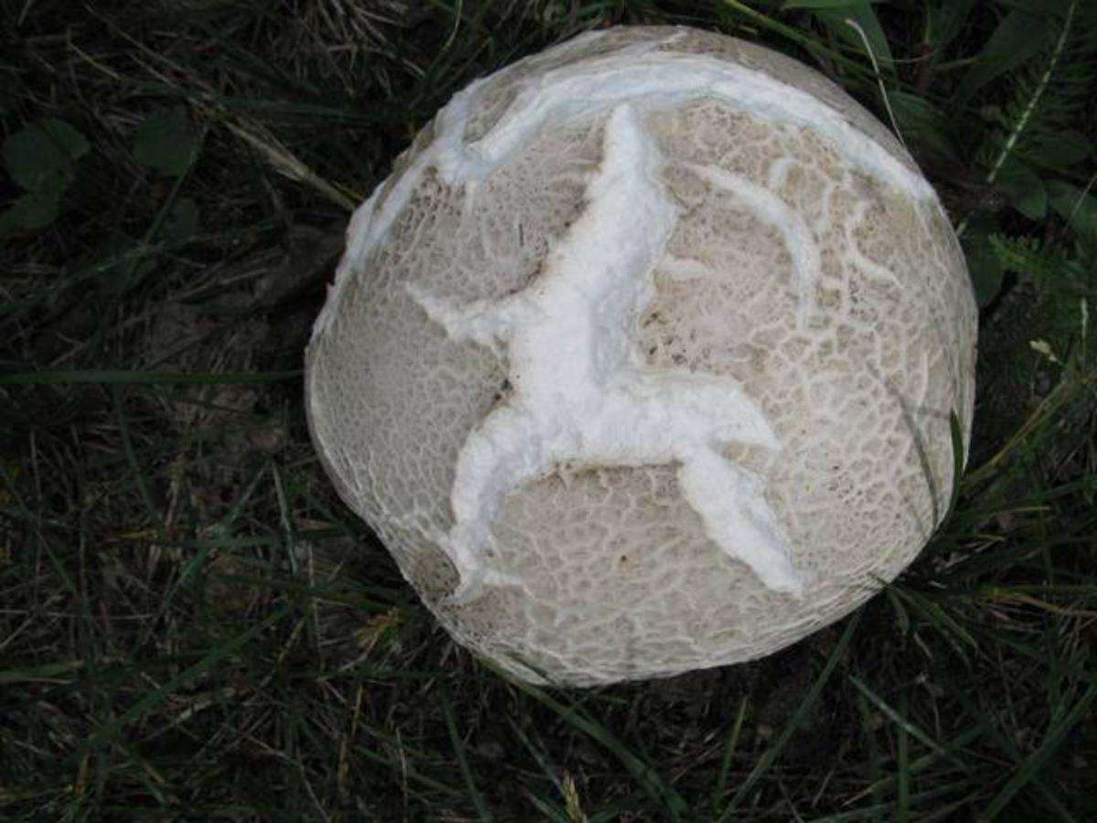 Calvatia booniana