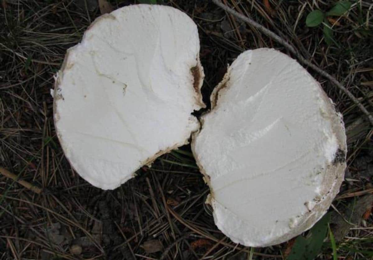 giant puffball cut open to see white inside