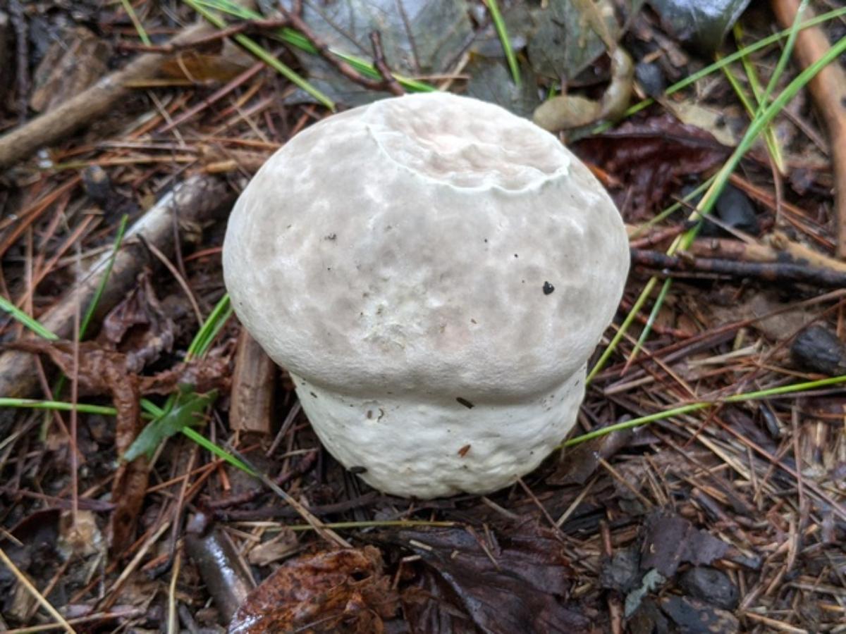 Puffballs – Identification, Distribution, Edibility – Galloway Wild Foods