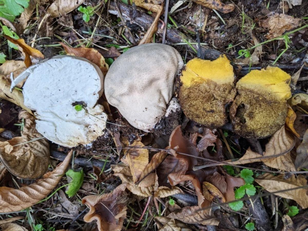 Calvatia craniiformis