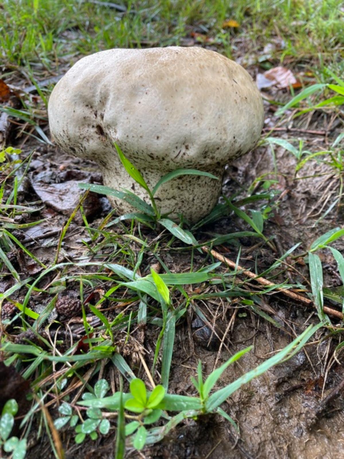 Calvatia craniiformis