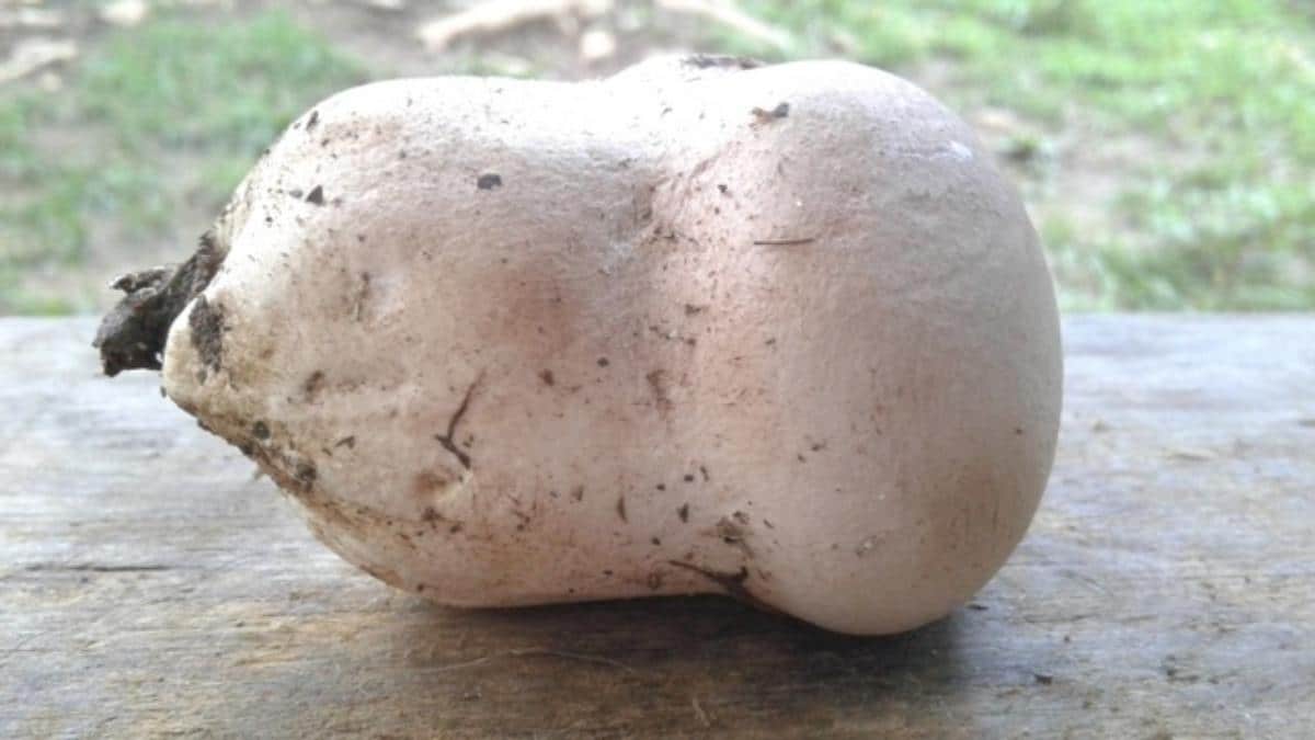 Calvatia craniiformis