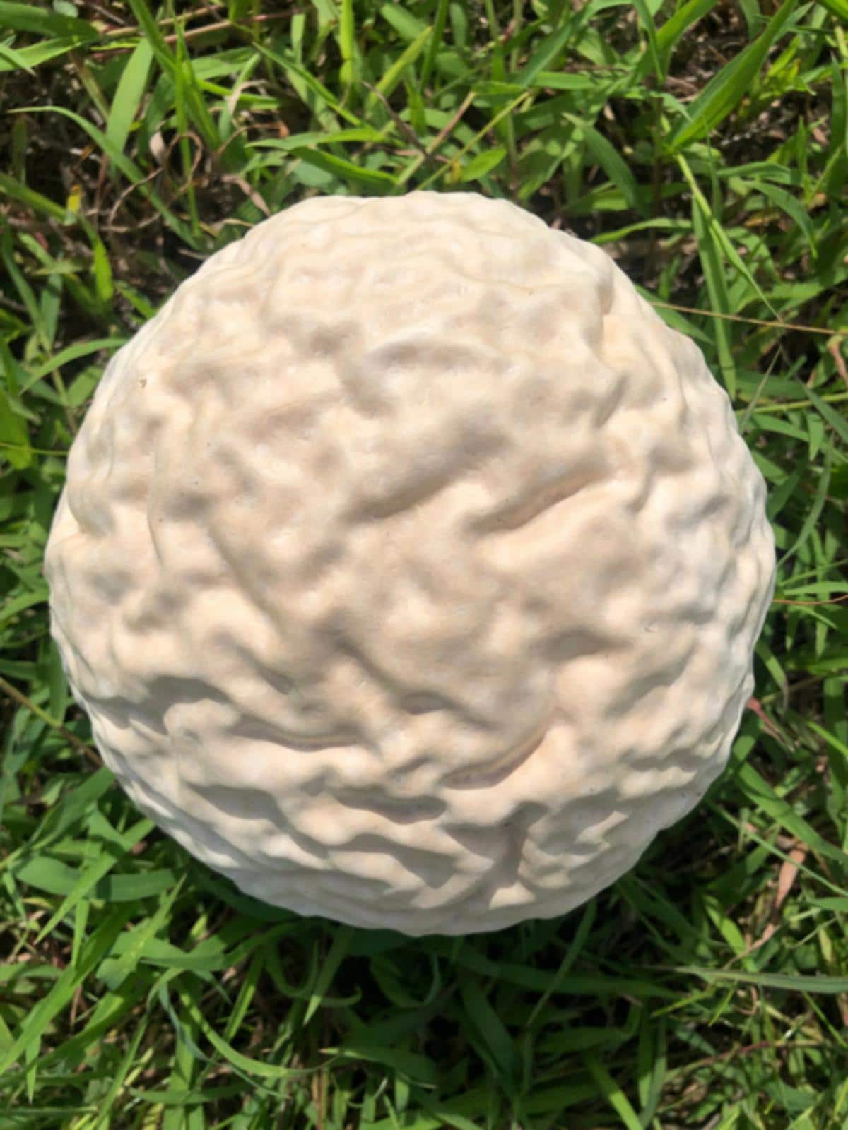 Calvatia craniiformis