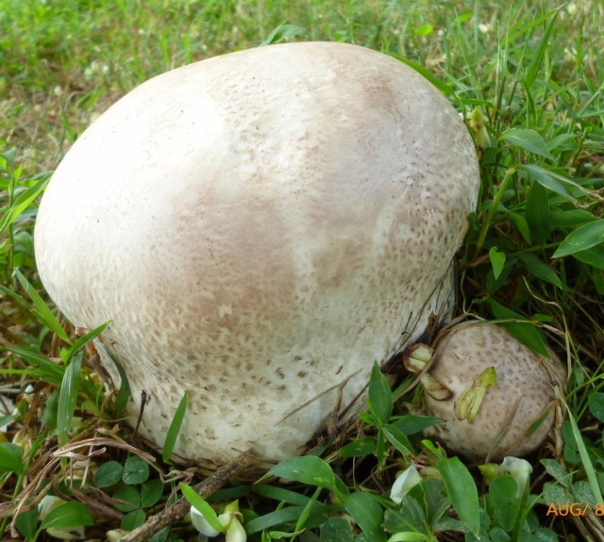 Calvatia cyathiformis