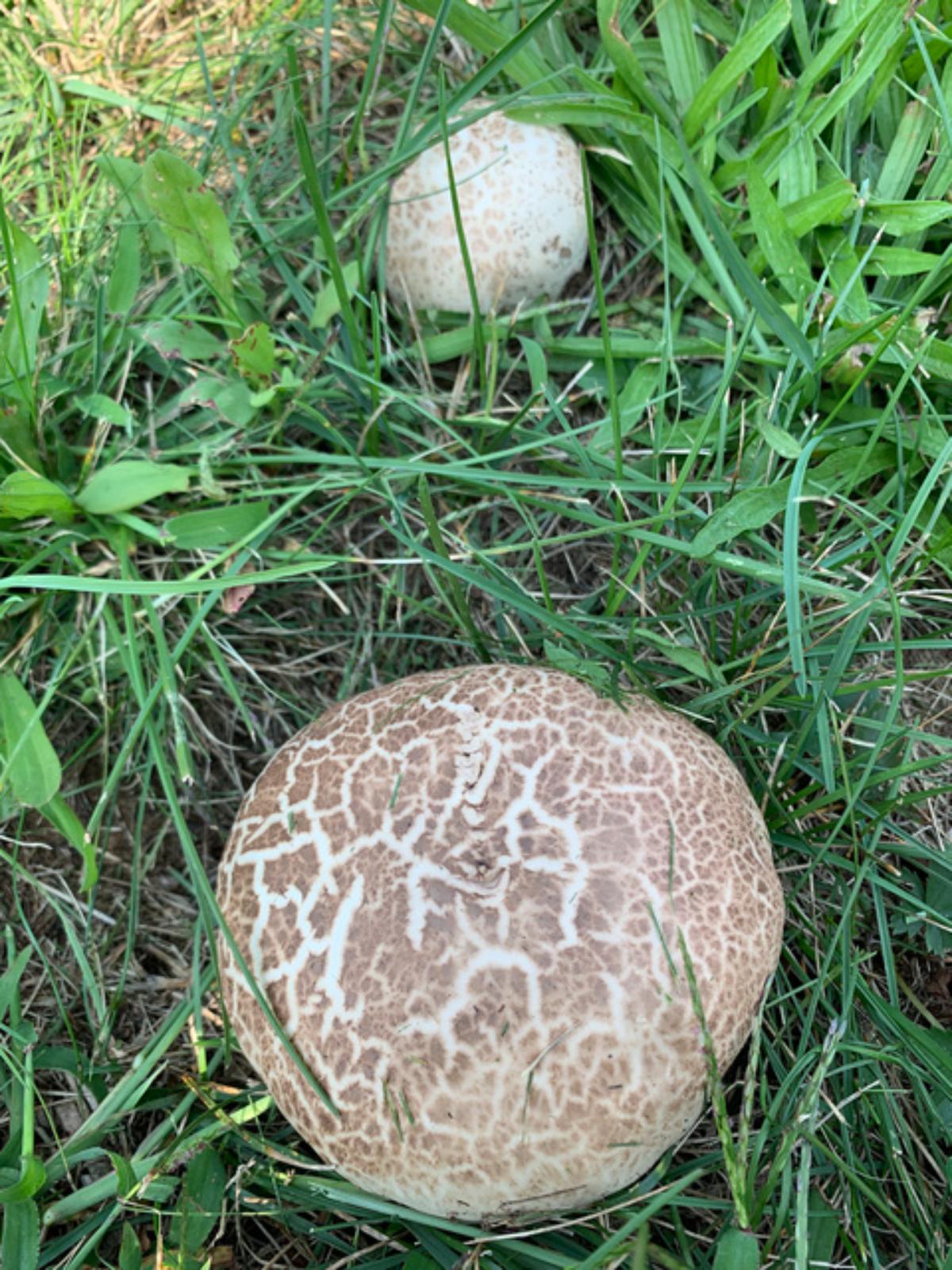 Calvatia cyathiformis