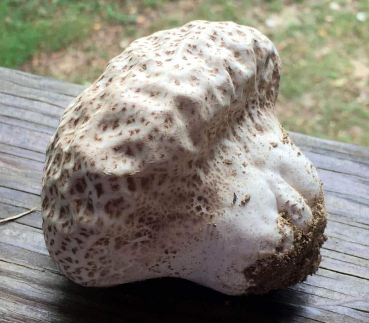 Calvatia cyathiformis