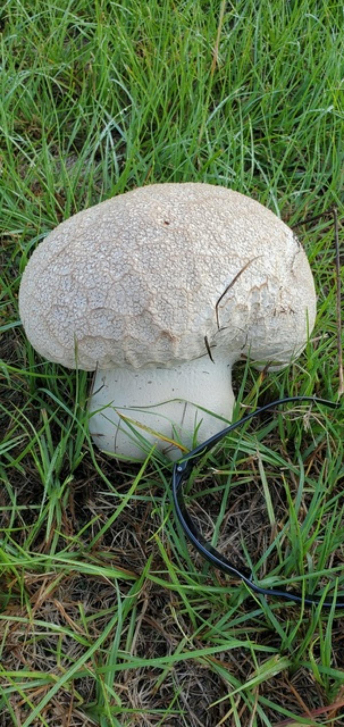 Calvatia cyathiformis