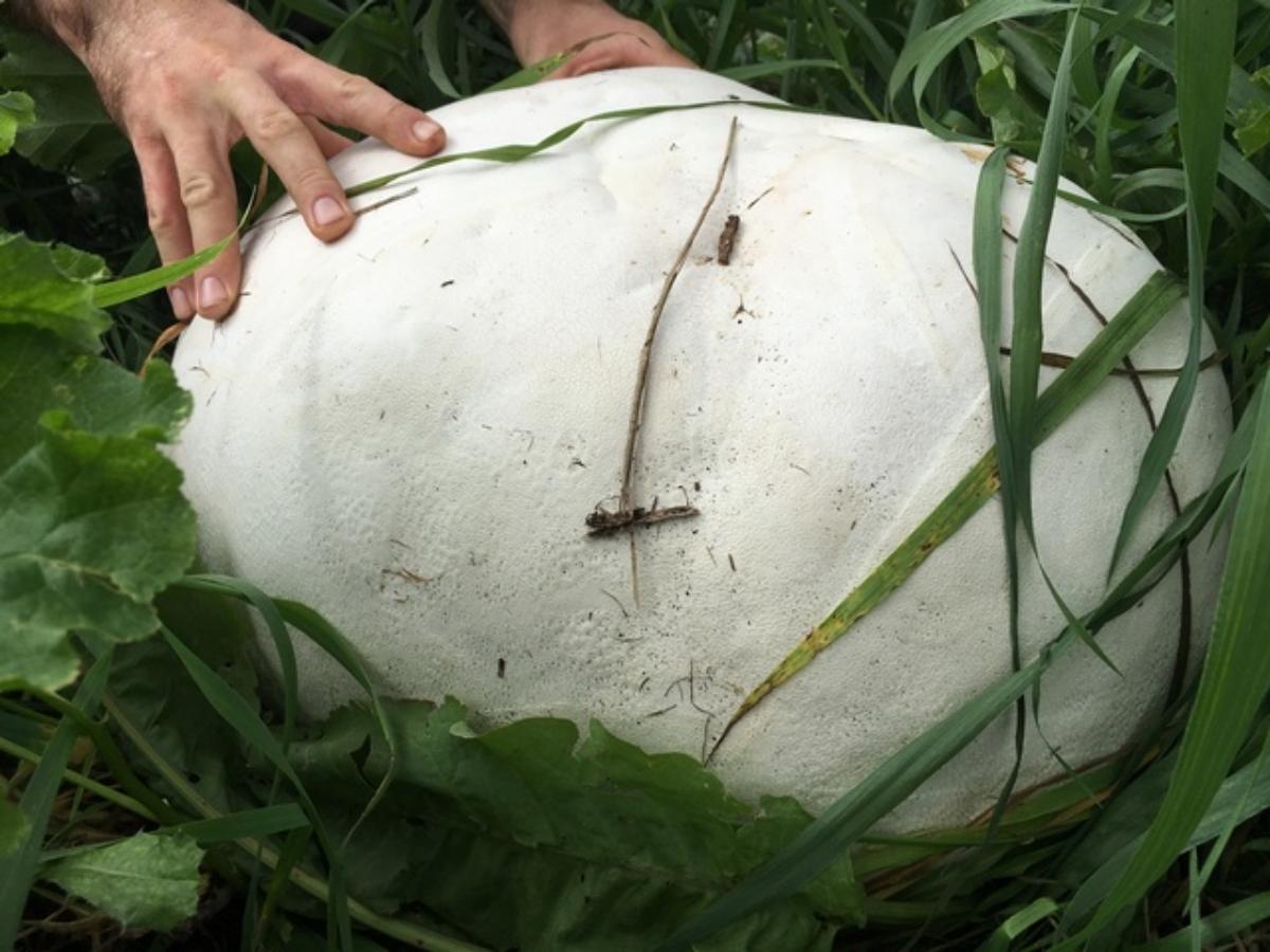 Calvatia gigantea