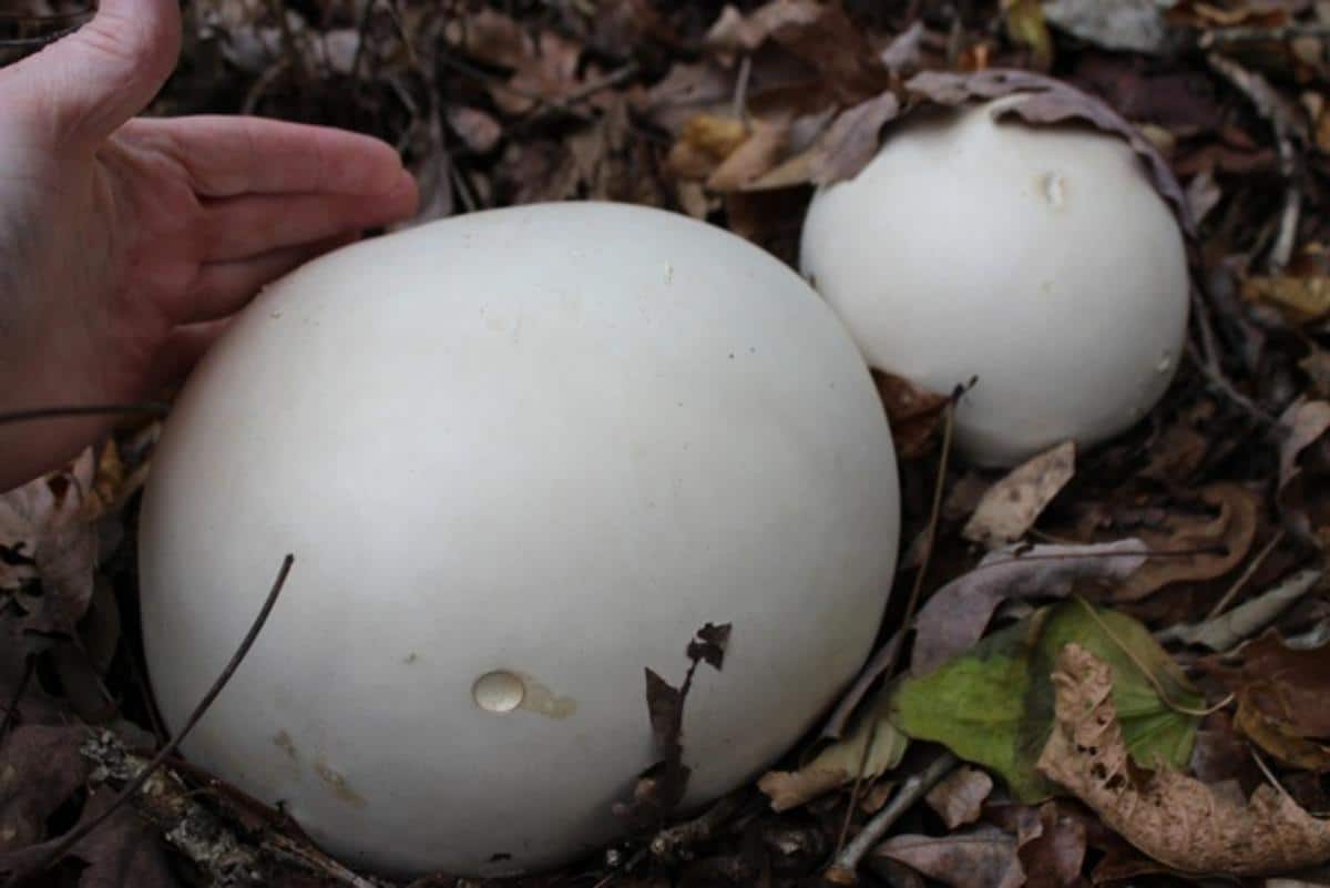 Calvatia gigantea the giant puffball 