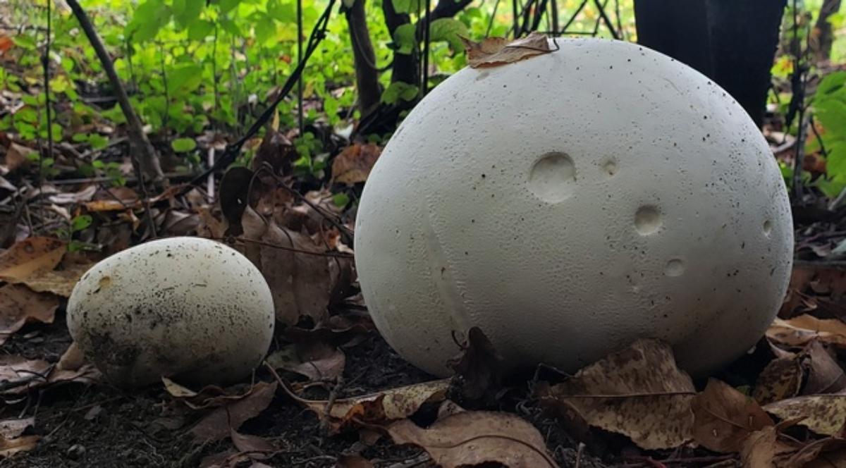 Calvatia gigantea