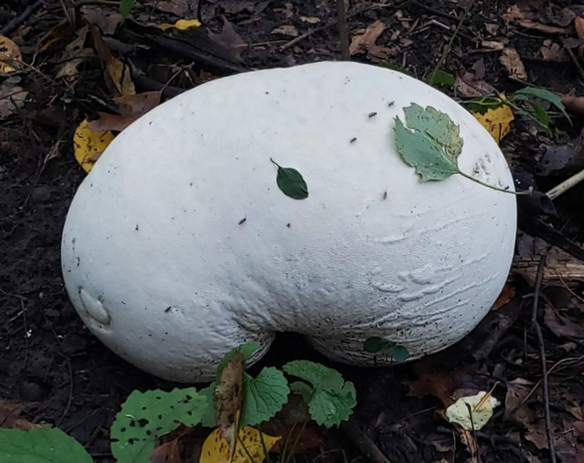 Calvatia gigantea