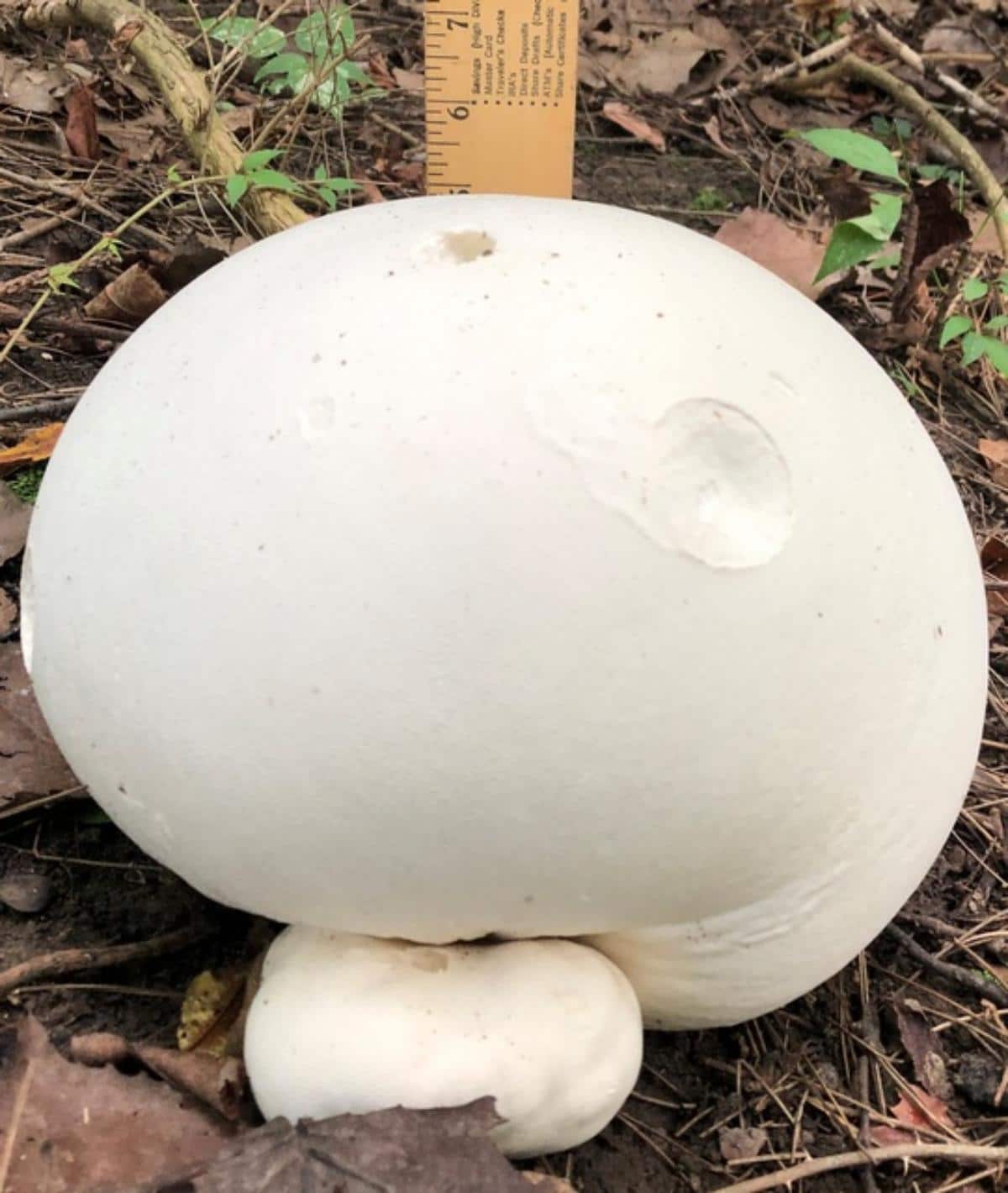 Calvatia gigantea