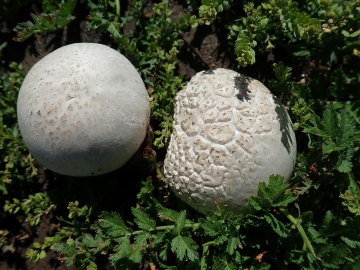 Calvatia pachyderma