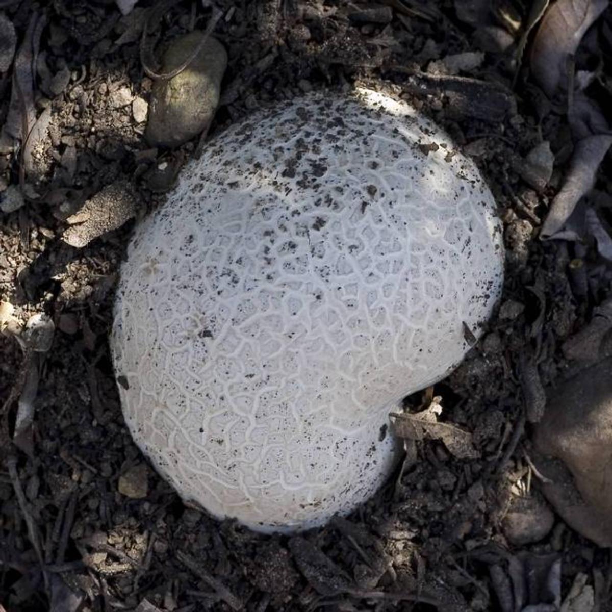 Calvatia pachyderma