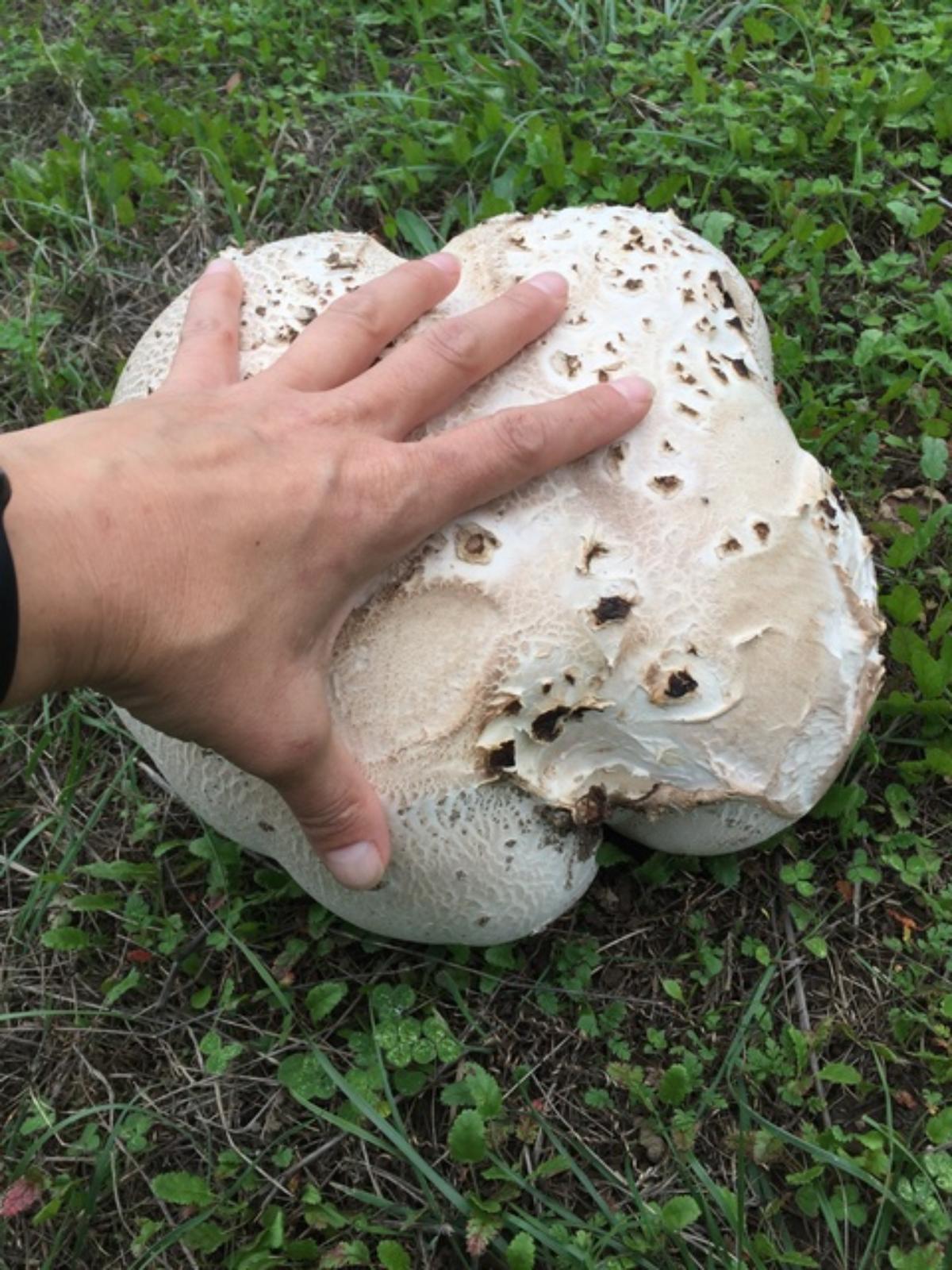 Calvatia pachyderma