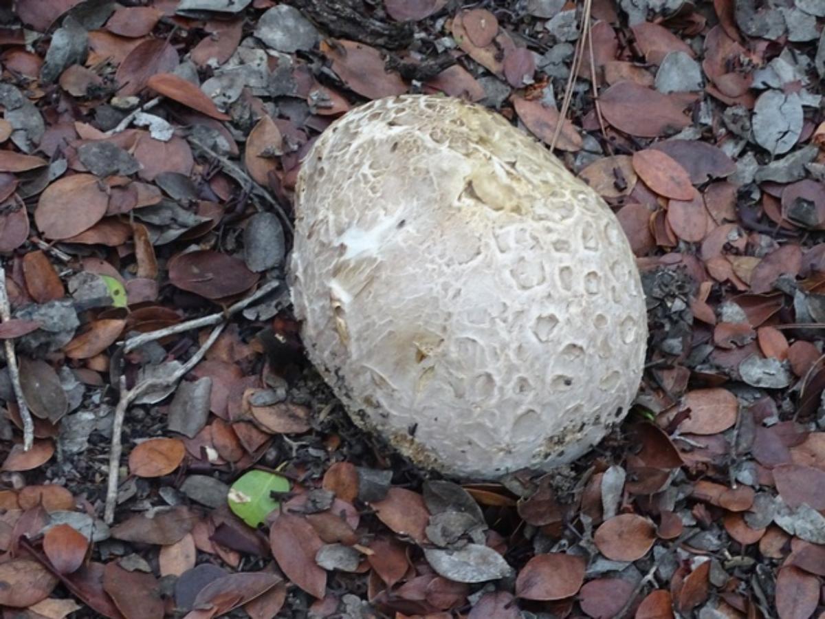 Calvatia pachyderma