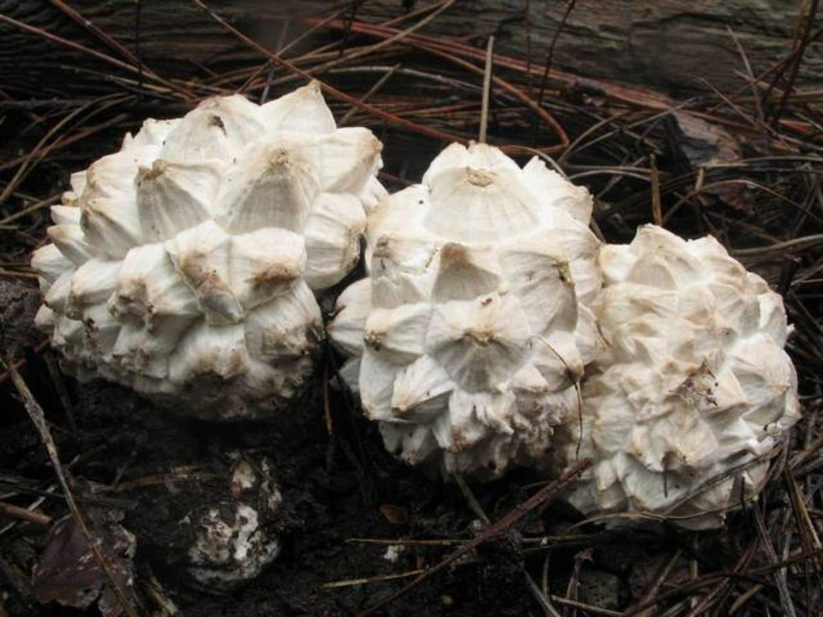 Calvatia sculpta 