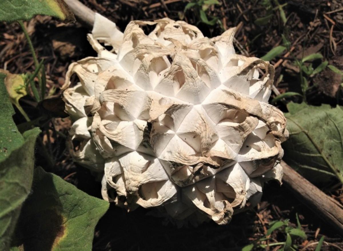 Calvatia sculpta 