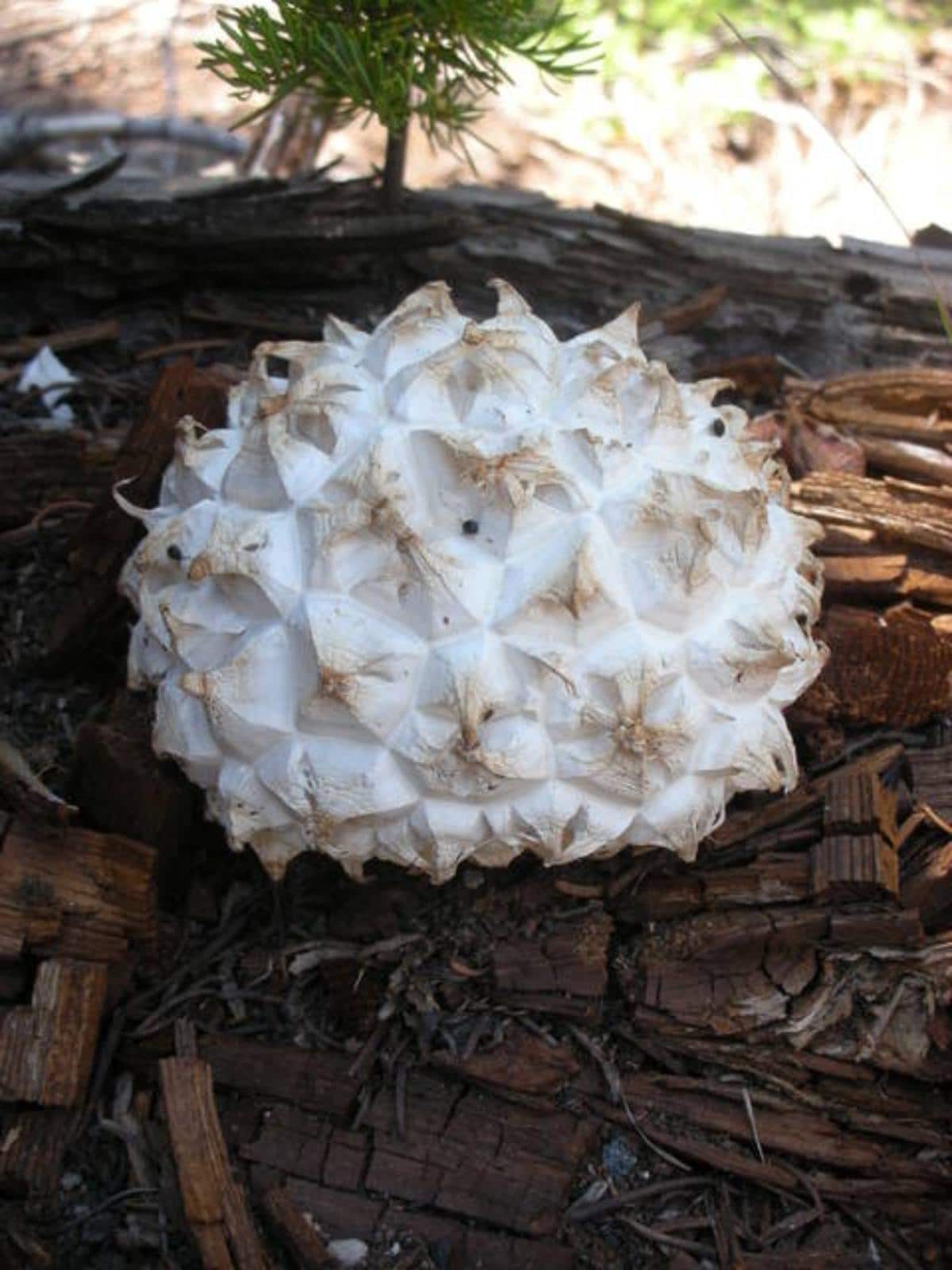 Calvatia sculpta 