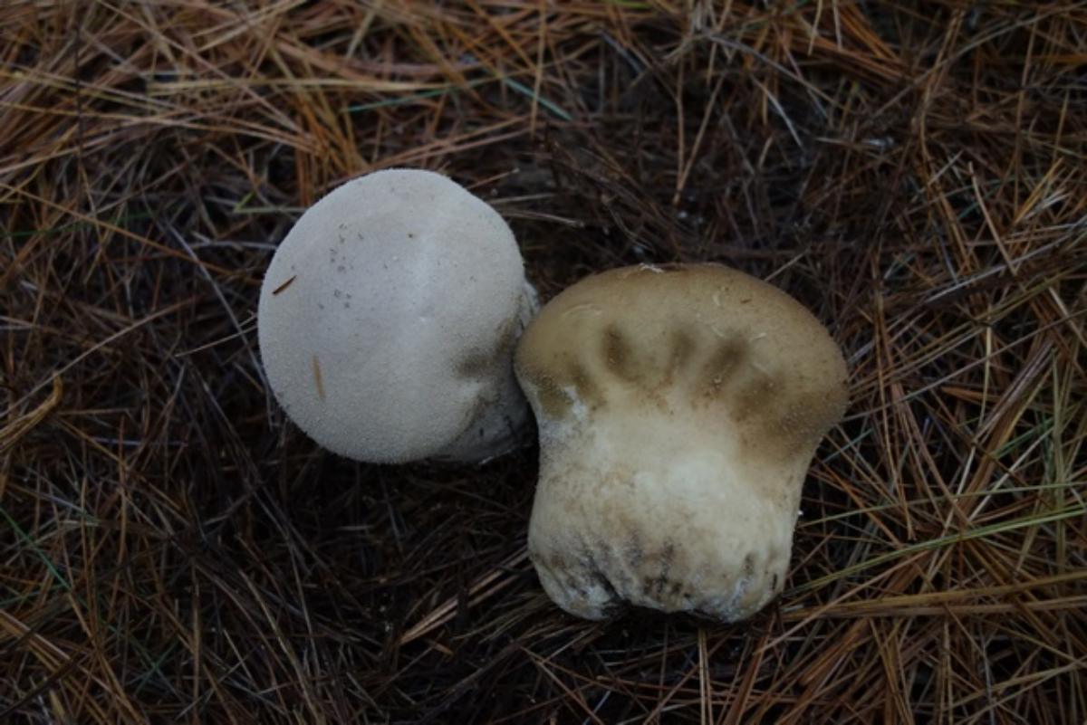 Calvatia utriformis