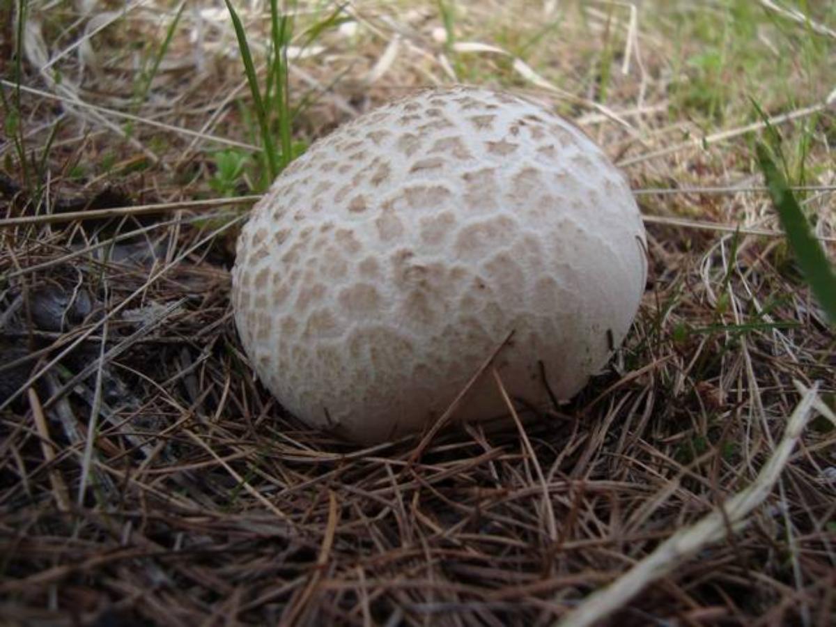 Calvatia utriformis