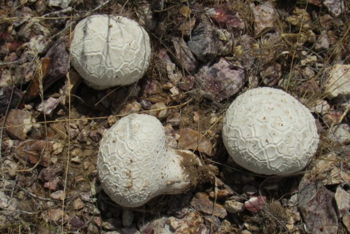 Calvatia utriformis