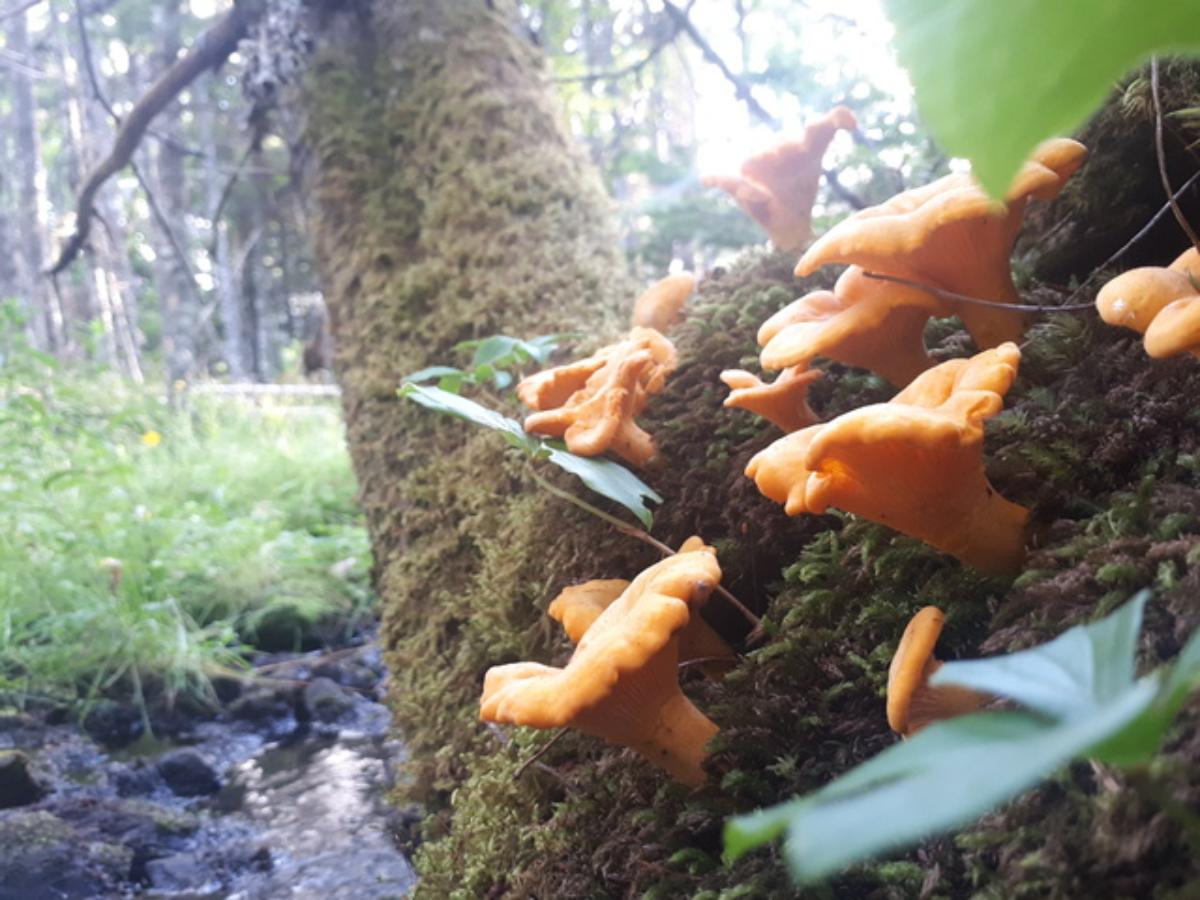 Cantharellus enelensis