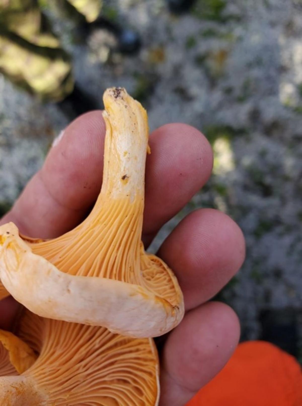 Cantharellus enelensis