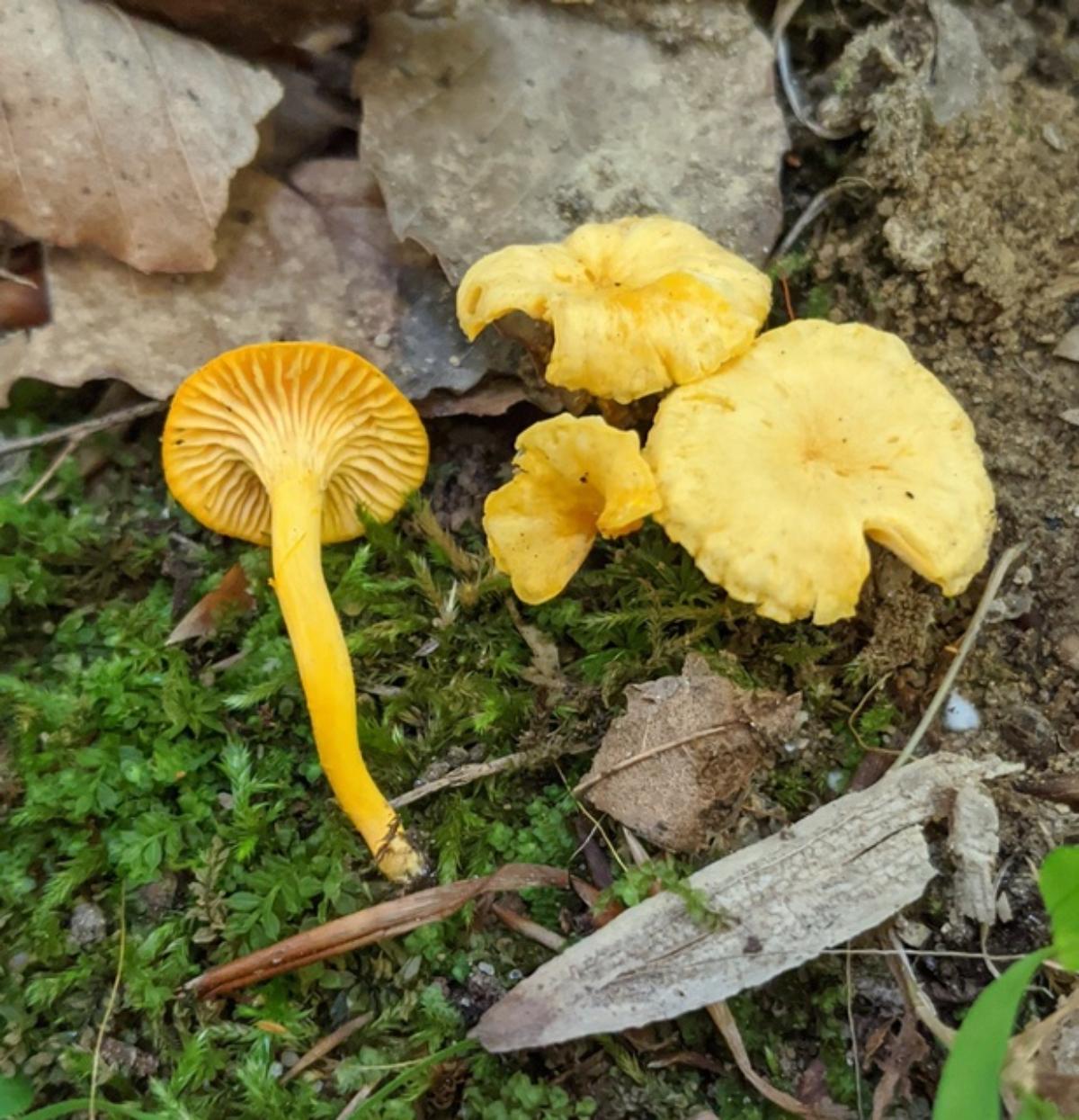 Cantharellus minor